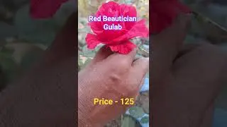 Red Beautician Gulab । #shorts #price