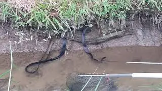 Setrum ular hitam..apa yang terjadi..??