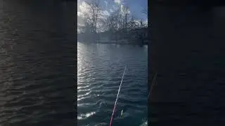 60 degrees in January #massachusetts #charlesriver #boston #fishing #bass #bigcatfish #nature #fish