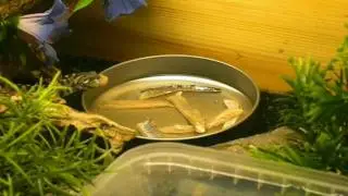 Feeding the Viperine snakes