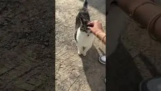 Awwww!!! 🥰 - This is Barn cat a Horse riding place! 🐎 #trending #cat #horseriding #viralshort
