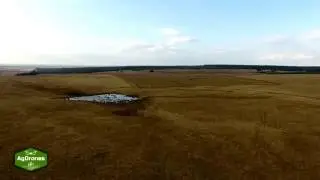 Livestock Monitoring with a Drone