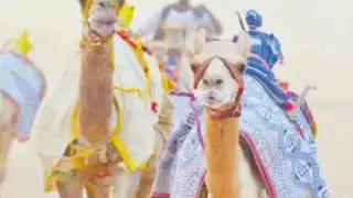 شيلة الهجن اداء مسفر السندوانه