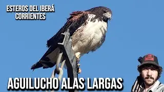 Long-winged Eagle (Geranoaetus albicaudatus) White-tailed Hawk, White-tailed Eagle