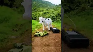 Remote Control RC Toy Walking Cow 🐄 | Unboxing & Test 🔥
