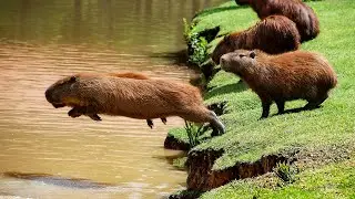 Capybara: Adorable Friendliest Animals!