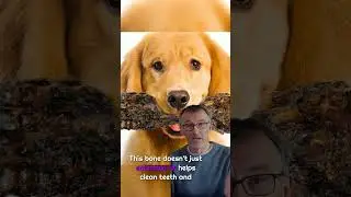 Liver-Coated Shin Bone Review: Aggressive Chewer&rsquo;s Favorite Treat! 🐶🦴