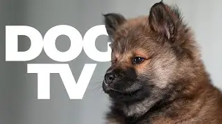 Dog TV 🐾 | Calming Nature Walks & Relaxing Visuals for Dogs | Anxiety Relief & Enrichment