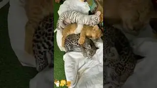 Tiger, lion & leopard cubs become unlikely brothers! 🐯🦁🐆#animals #tiger #leopard #funny #lion