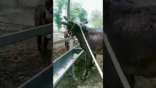 Funniest Donkey Ever! Donkey Training the fun way! 3000