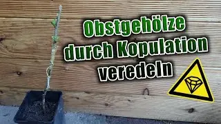 Kopulation - Veredelung junger Obstgehölze - Anleitung Schritt für Schritt DIY
