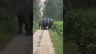 #wildlife #elephant #animals #indiansafari #jhirna zone #jimcorbett