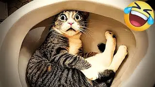 You Laugh You Lose 😺 Funniest Cats and Dogs 2026🥰 Part 7