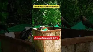 Very nice and beautiful crow / JungleAnimals Kids TV #shorts #shortvideo #viral #animal_video #crow