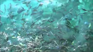 Bean're goes boating and snorkeling in Phi Phi