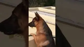 DANGEROUS GERMAN SHEPHERD | GUARD DOG | ATTITUDE STATUS#dog #ytshorts #doglover #duke #attitude #gsd