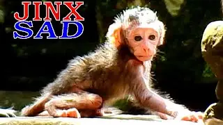 Amazing baby Newborn Jinx can walking, Old mom Jade leave baby Jinx alone! jinx looked so sad!