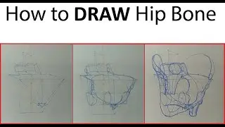 How to DRAW Hip Bone - Come Disegnare un Bacino