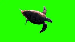 Green Screen - UNDERWATER TURTLE | ROYALTY FREE | FREE TO USE IN ANY PROJECT