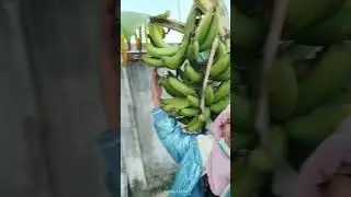 Giant banana