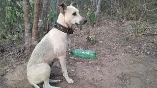 CAÇADA DE TATU NA LUA CLARA 🐕🌵🔦