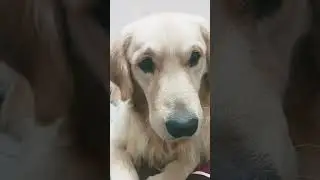 Jerry ki chori chori video 🤣🤣🤣🤣🤣🤣 #goldenretriever