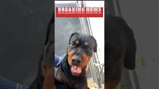 Breaking News Rottweiler Vlogging Karte  hue 😜Video teji se Viral#shorts#ytshorts #rottweiler#viral