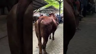 sapi super siap berangkat kulitas import #real #shorts #viral #sapiimport #sapisehat #sapigemoy