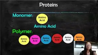 Proteins