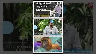 Full Video Link In Comment Box | Peru Ganesh | #youngindia #poultrytips #peru #shorts