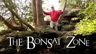 The Bonsai Zone, The Wonderful Cedars of Rattlesnake Point, Oct 2017