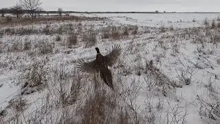 Snowy Illinois Pheasant Hunt. Birds burry themselves deep! 