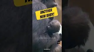 Megan&rsquo;s New Baby Is a BOY!❤️