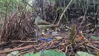 Male Satin Bower Bird imitates Currawong bird