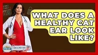 What Does A Healthy Cat Ear Look Like? - Ask A Pet Vet