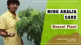 Ming Aralia Plant Care (in Hindi) || Bonsai Plant || Polyscias (Araliaceae)