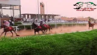 الجواد عز التحرير : لاسطبل التحرير