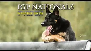 Swedish Nationals IGP Obedience Highlights / German Shepherds