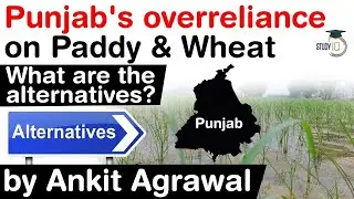 Punjab's Wheat Paddy Monoculture - Why overreliance on Wheat Paddy not sustainable for Punjab? #UPSC