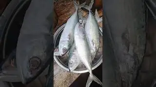 Karwar konkani style bangda fish curry | Karwar mackerel fish curry | karwar katta bangda recipe
