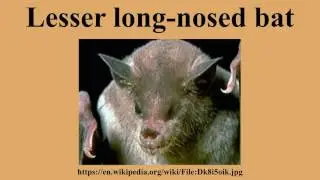 Lesser long-nosed bat