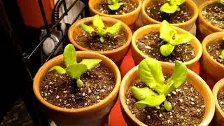 Fertilizer for the Indoor Veganic Salad Bar