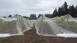 Vineyards covered in Netting for bird protection