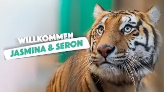 Tigerrettung | Jasmina und Seron - dank eurer Hilfe eingezogen