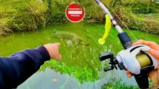 Un BROCHET est juste devant moi ! (Pêche au leurre)