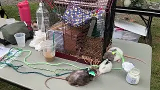 Олив, Черника, Масло и Тост посетили благотворительный вечер!