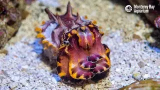 Flamboyant Cuttlefish Hunting Shrimpy Prey!