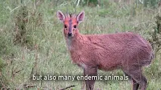 Ethiopia  A Land of Endemic Species