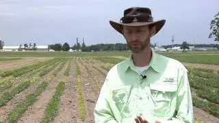 White Mold Management in Soybeans, Dr. Martin Chilvers