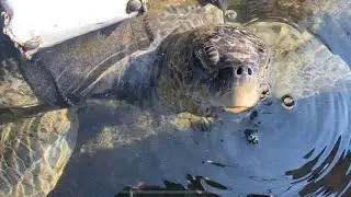 @trinamason sea turtle Girl theatre of the sea key largo Florida Saturday September 19 2020 4:40pm